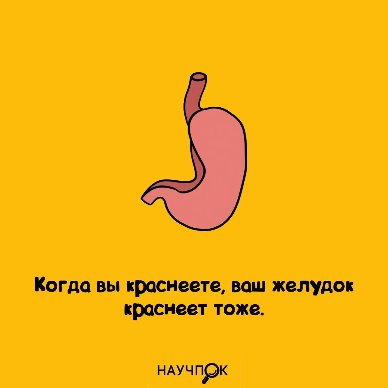 Лицо краснеет, живот в теме 😅