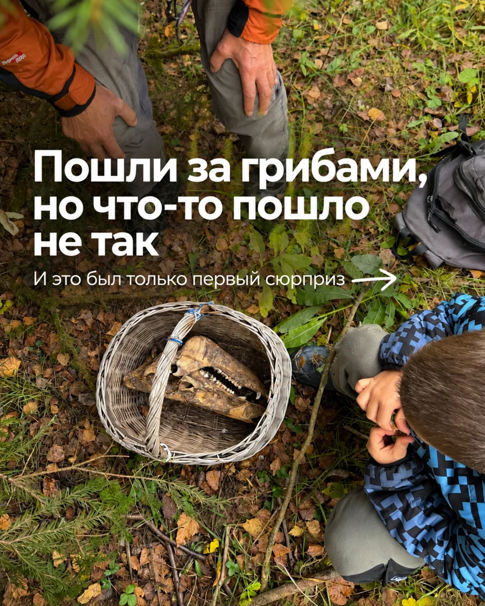 В лесу осенью особенный кайф: тишина, красота и ни-ко-го.