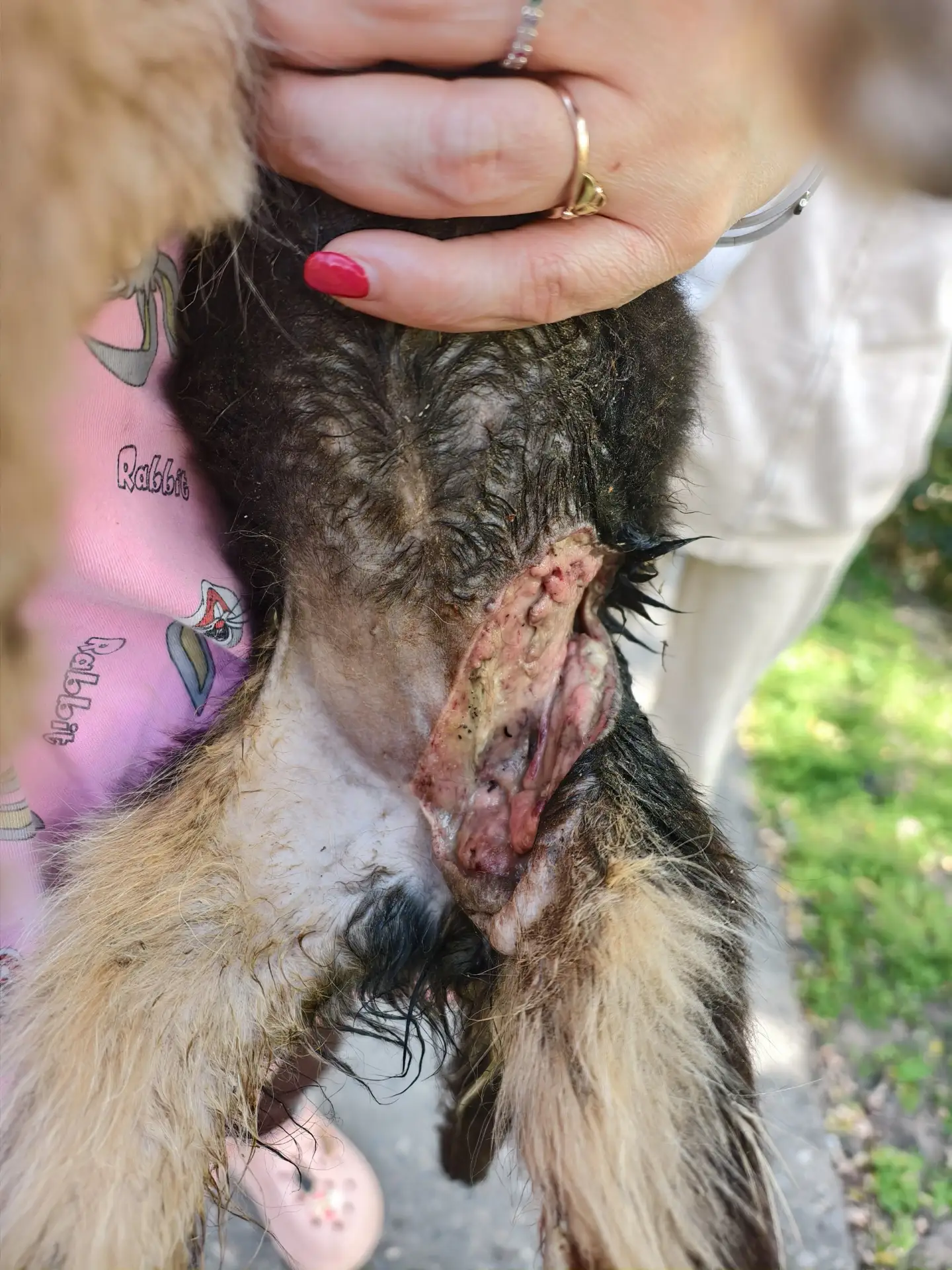 Друзья, господииииии, тут не просто лапа.