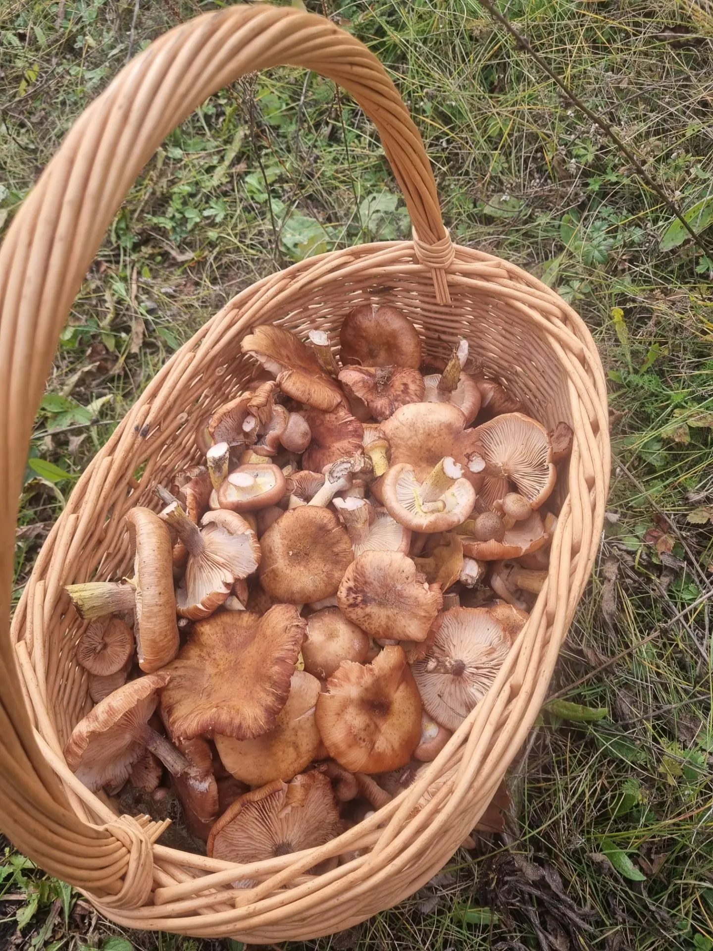 Результат сегодняшней грибалки ))