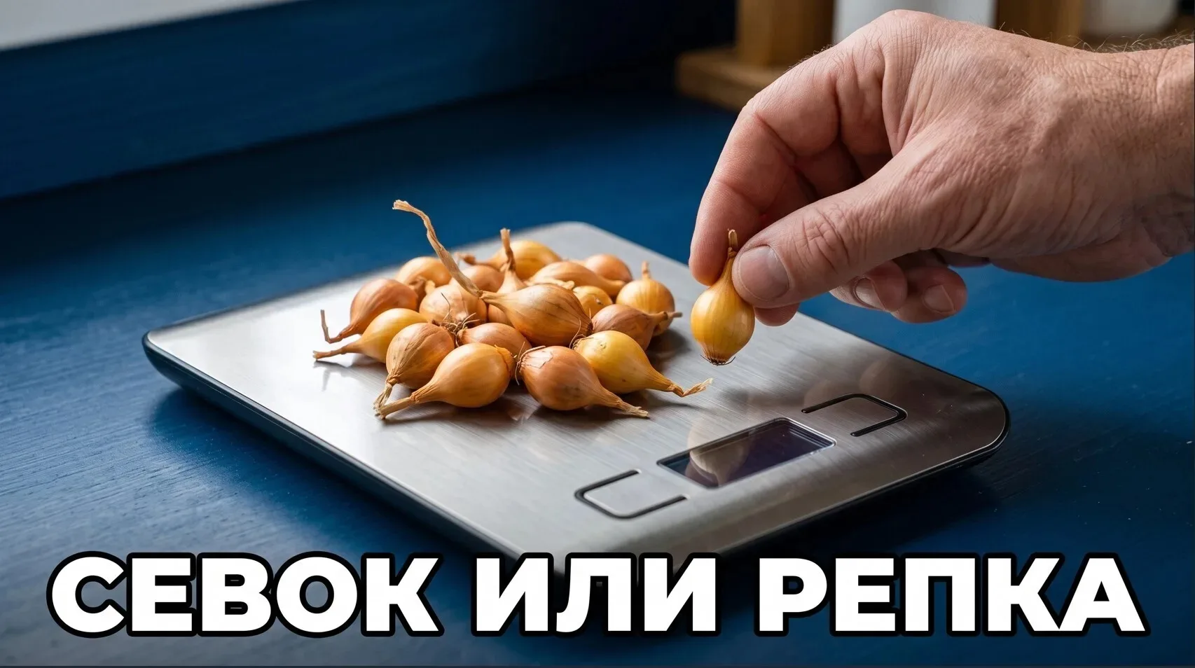 Лук-севок, высаженный осенью, может стать настоящим сокровищем для вашего огорода. Спра...