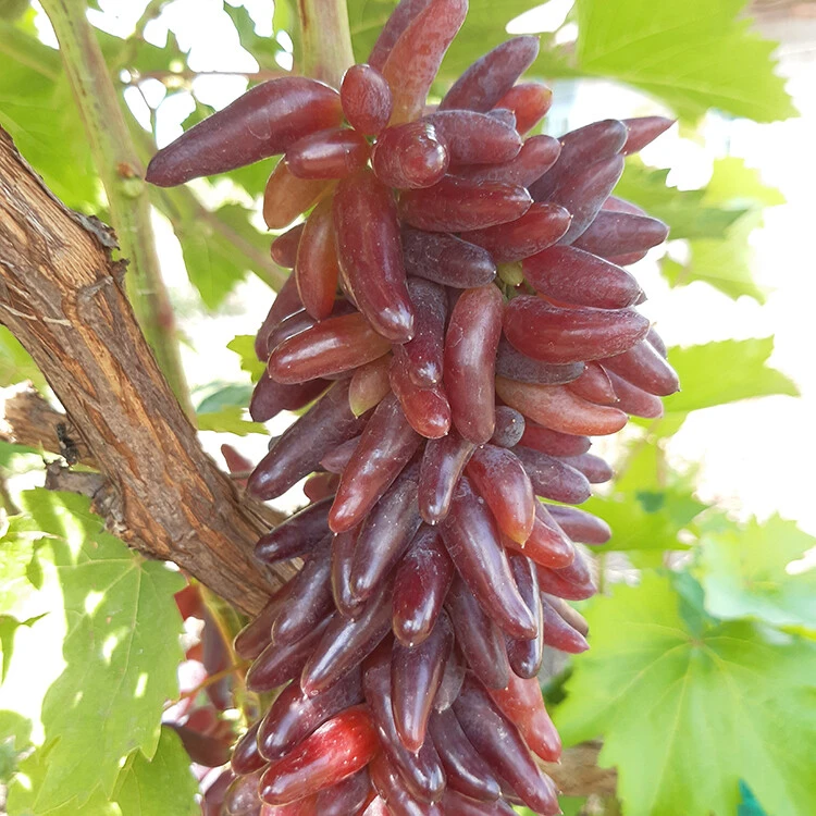До 8 сентября принимаю заказы на саженцы винограда 🍇, все сорта 550₽, дешевле, чем в п...