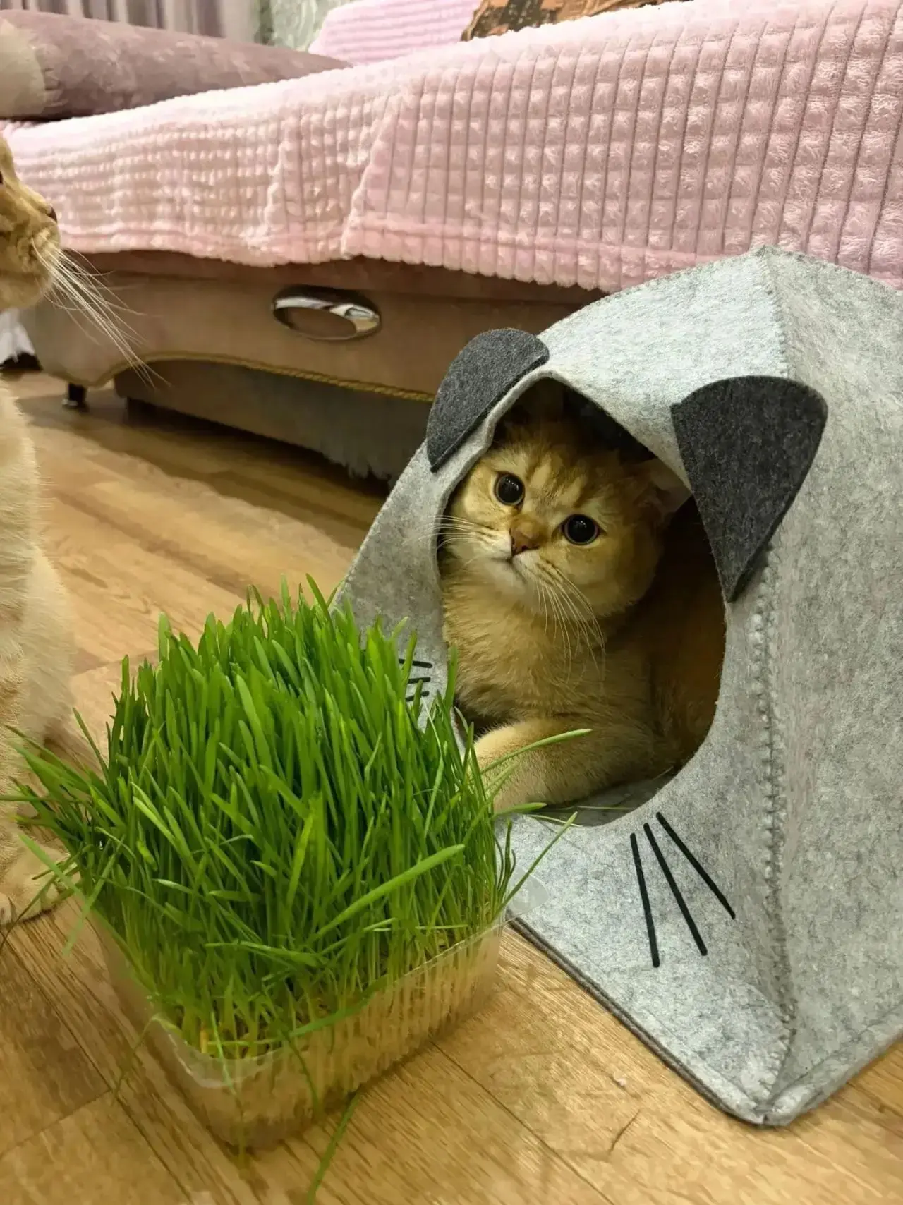 Вы замечали, как ваш кот вдруг куда-то исчезает? 🤔