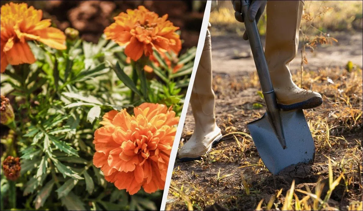 🌼 Зачем закапывают бархатцы в грядки?