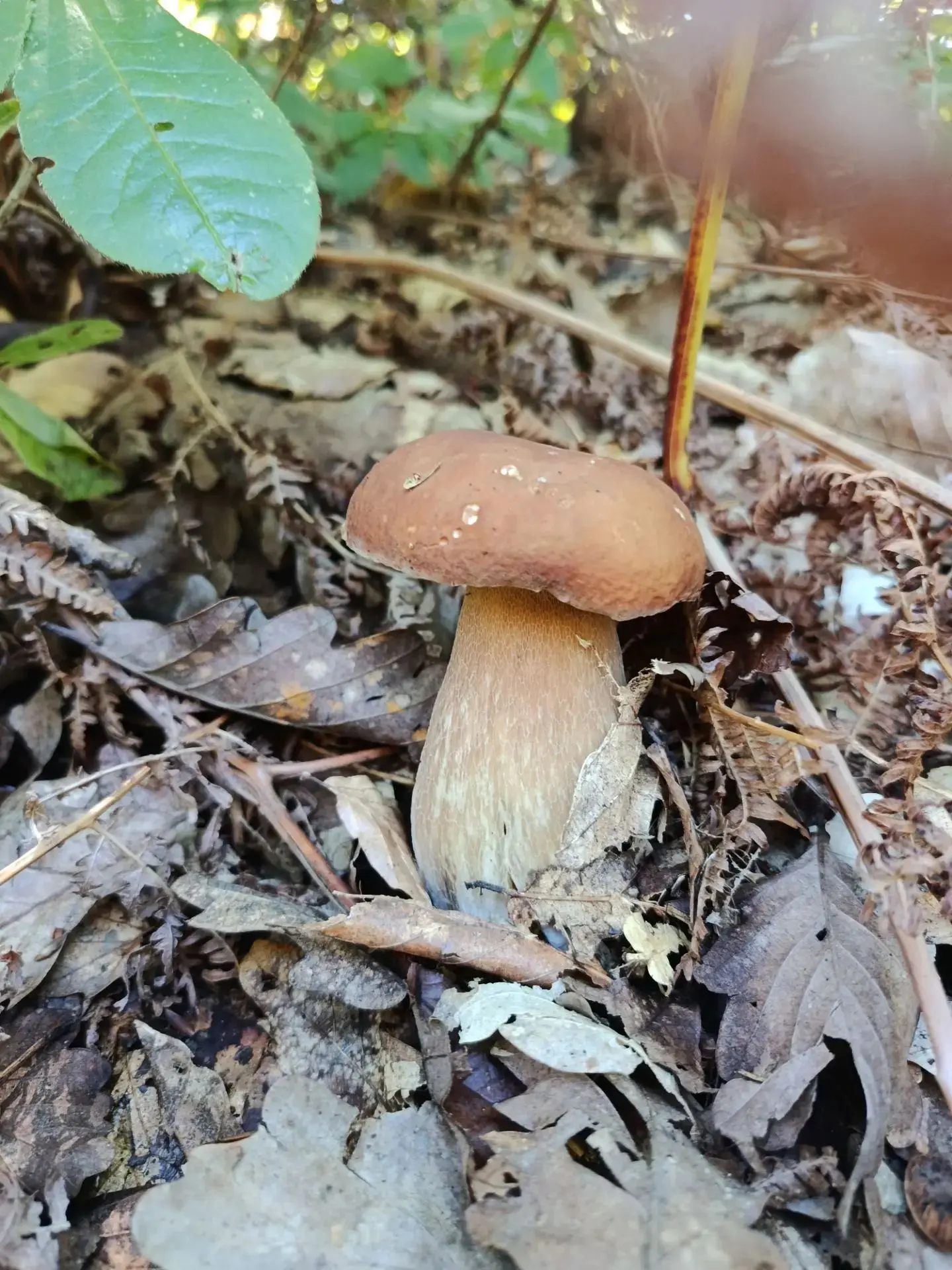 🍄 В Сочи официально открыт сезон тихой охоты!