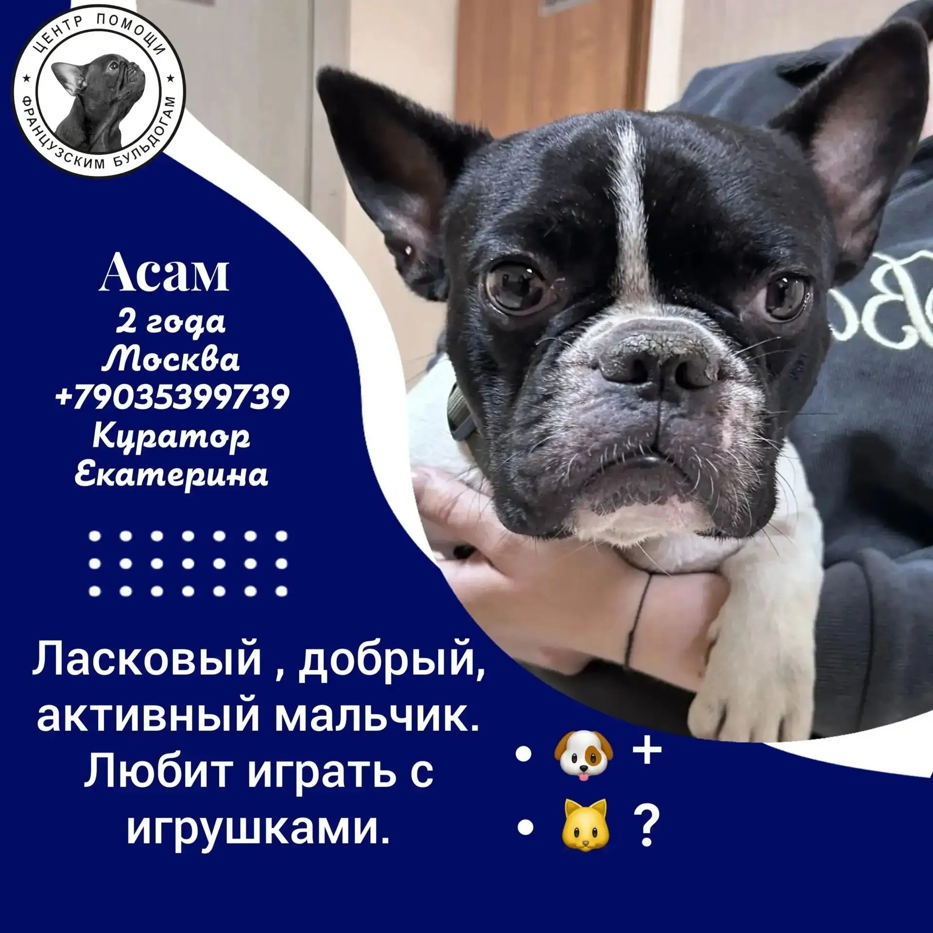 Друзья, срочно ищет семью или временную передержку #Асам@sosbulldog 🙏🆘️