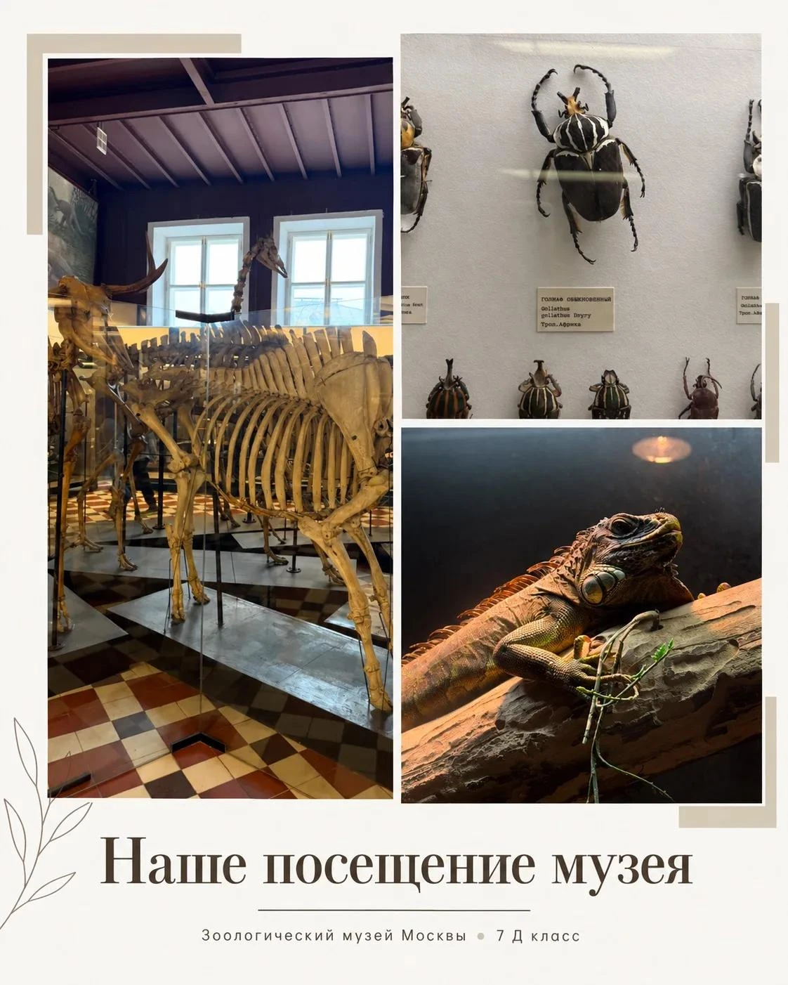 7 «Д» класс посетил Зоологический музей Москвы. 🦋🐢