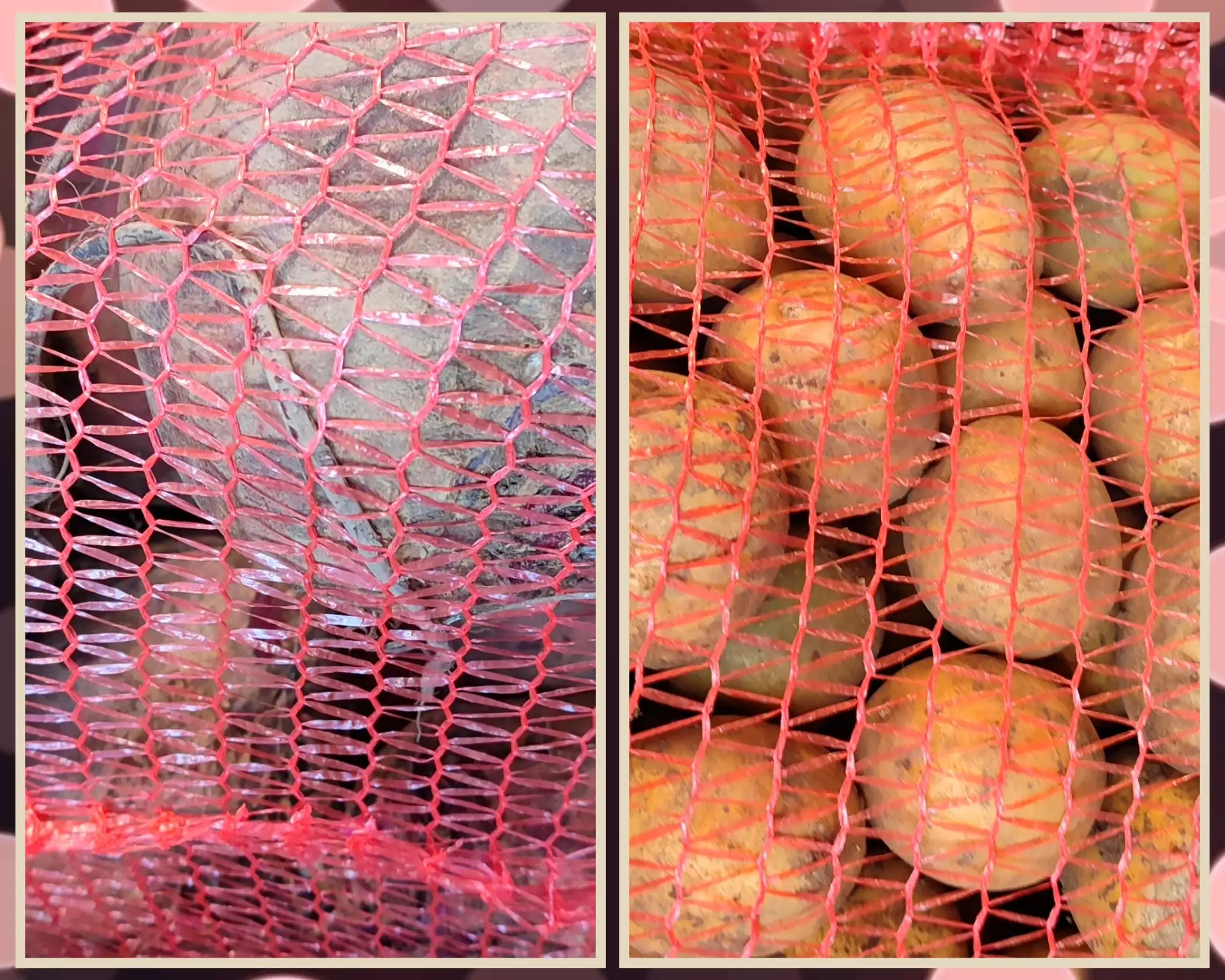 Kaртофель сорт Гала, чистый, без болeзней.