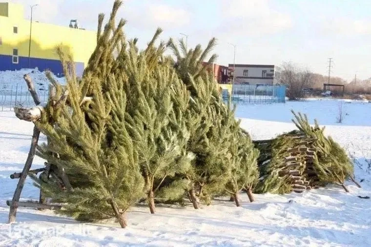 В Омске определяют места расположения елочных базаров.