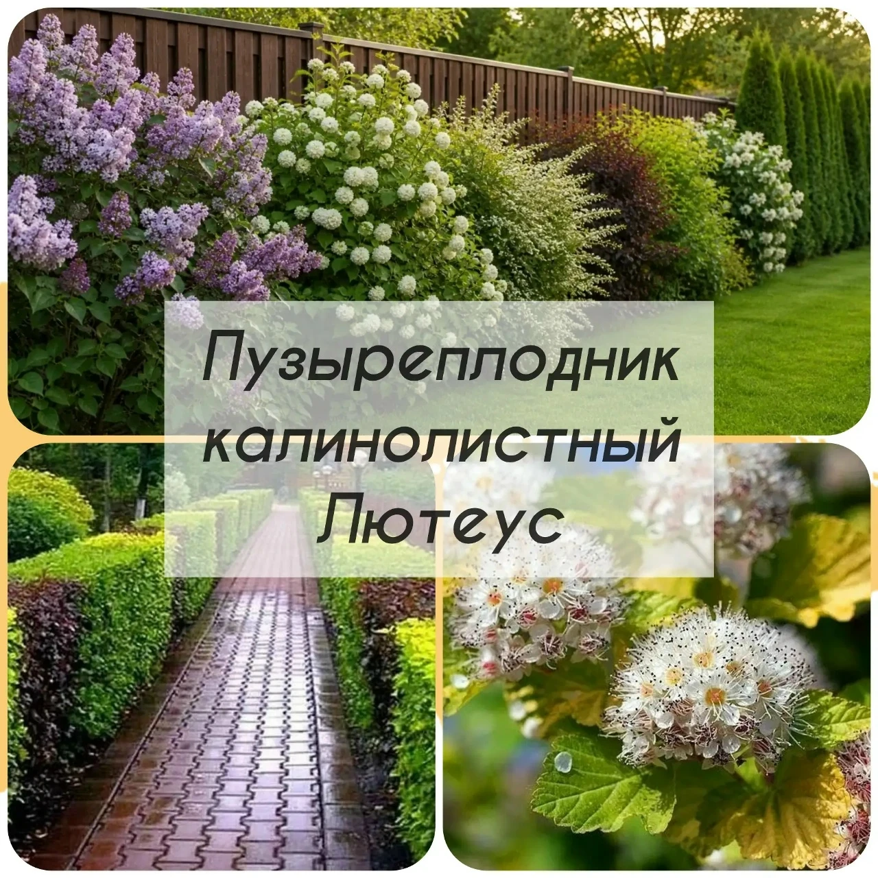 Пузыреплодник калинолистный ЛЮТЕУС