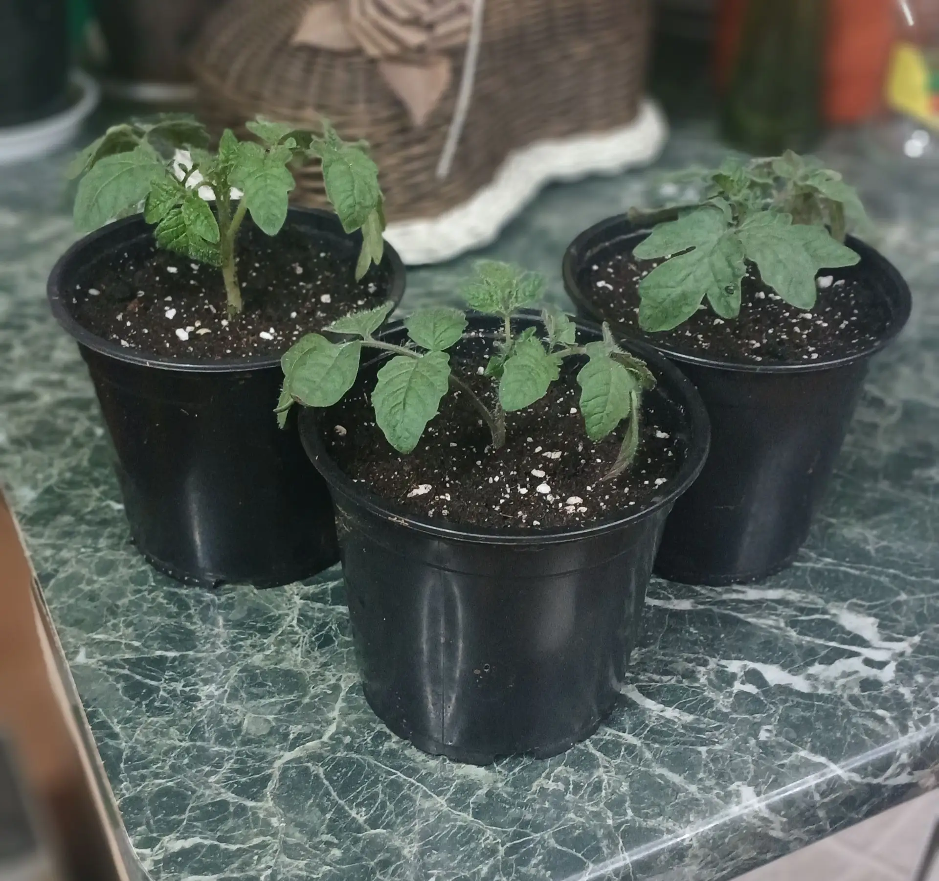 Томатные истории! 🍅
