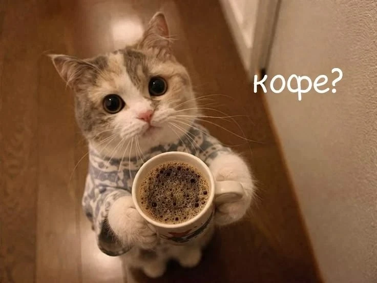 Кофу!?☕