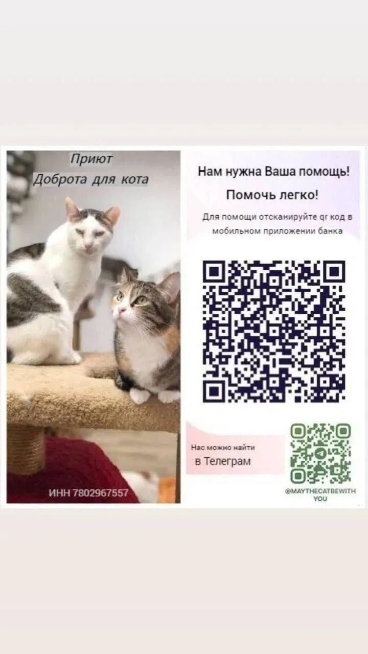 В нашей стае спасенных котиков есть один особенный питомец, Нафаня 🐈‍⬛