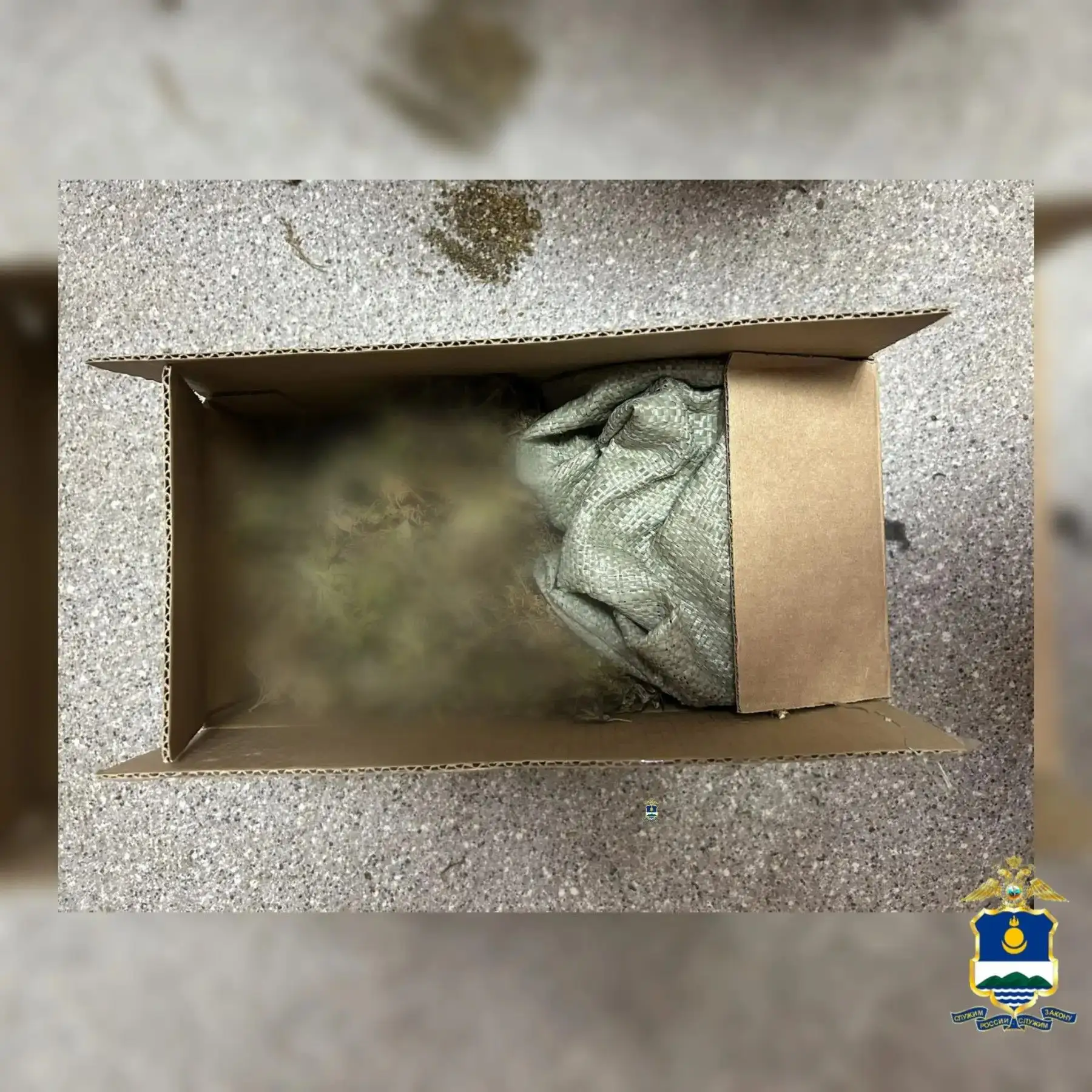 ⭐️В Иволгинском районе полицейские задержали группу лиц за сбор наркосодержащих растений