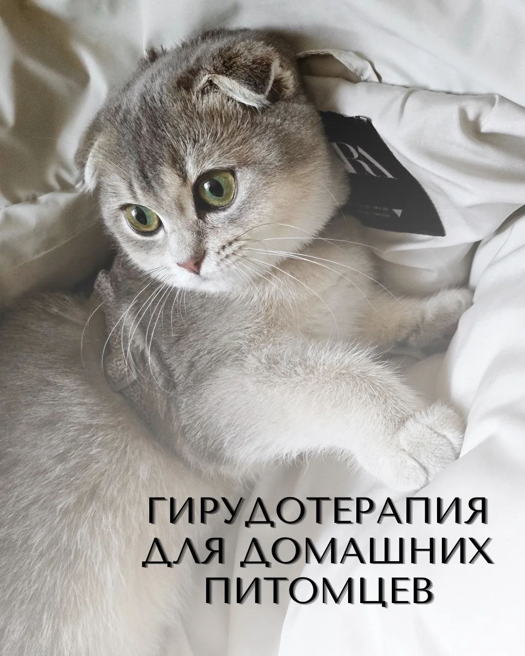 🐾 Ваш питомец хромает или болеет? Возможно, пиявки помогут