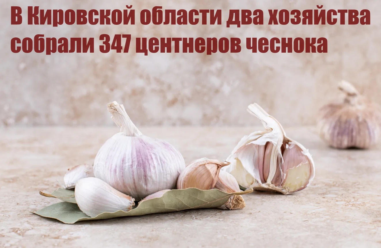 В Кировской области два хозяйства собрали 347 центнеров чеснока