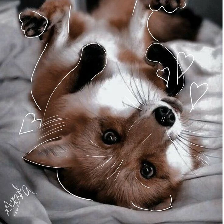 🦊 Маленькие хитрюги