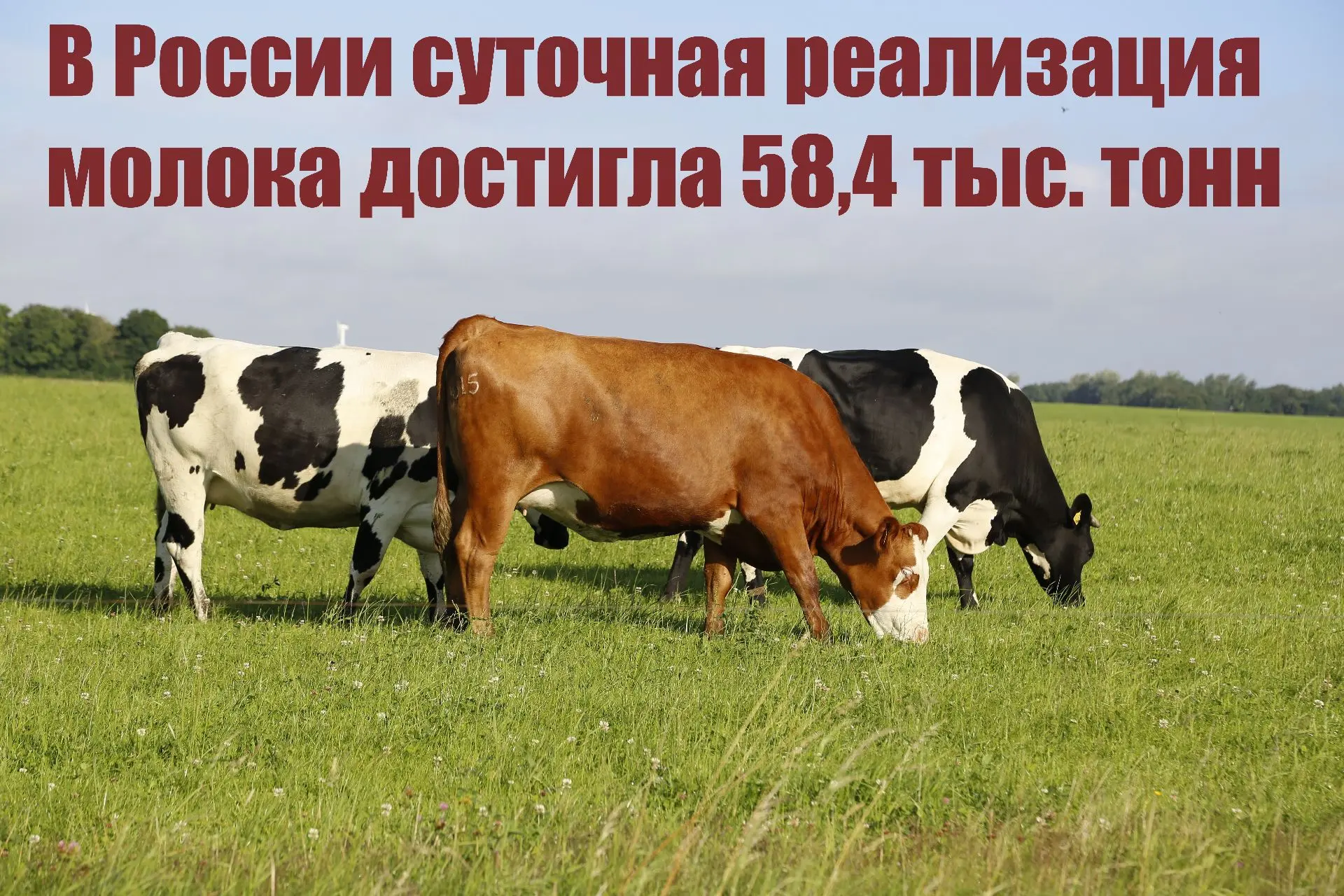 В России суточная реализация молока достигла 58,4 тыс. тонн