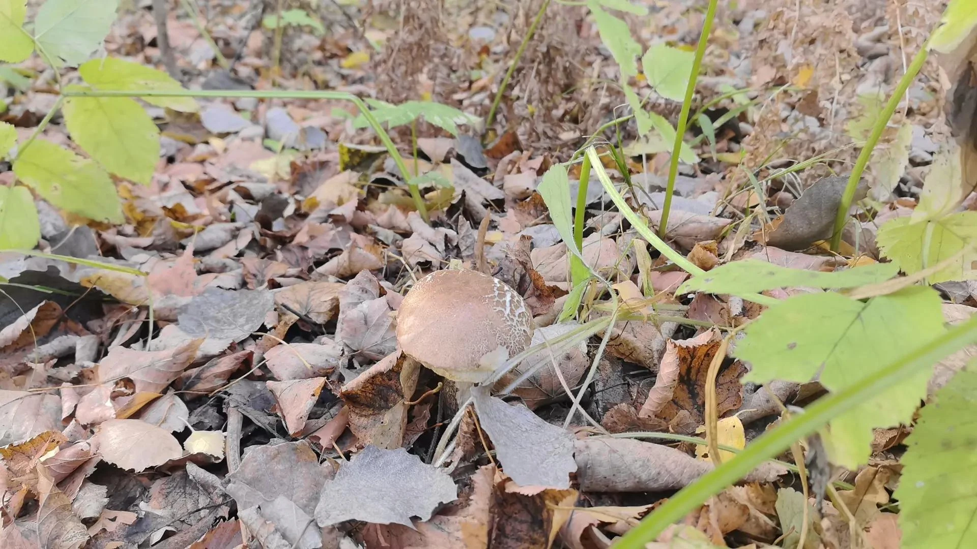 🍂 Край, в котором мы живём…