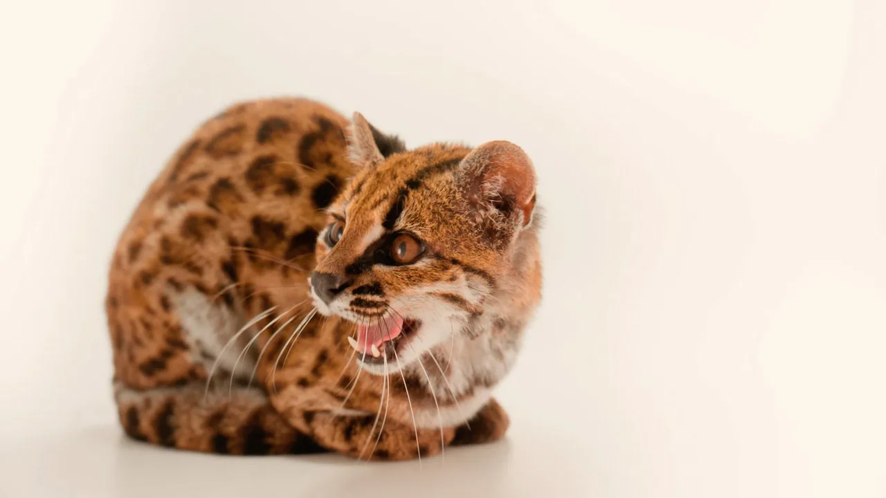 ❗️Учёные впервые за 100 лет обнаружили новый вид кошек — Leopardus tilcayo, или тилкайо