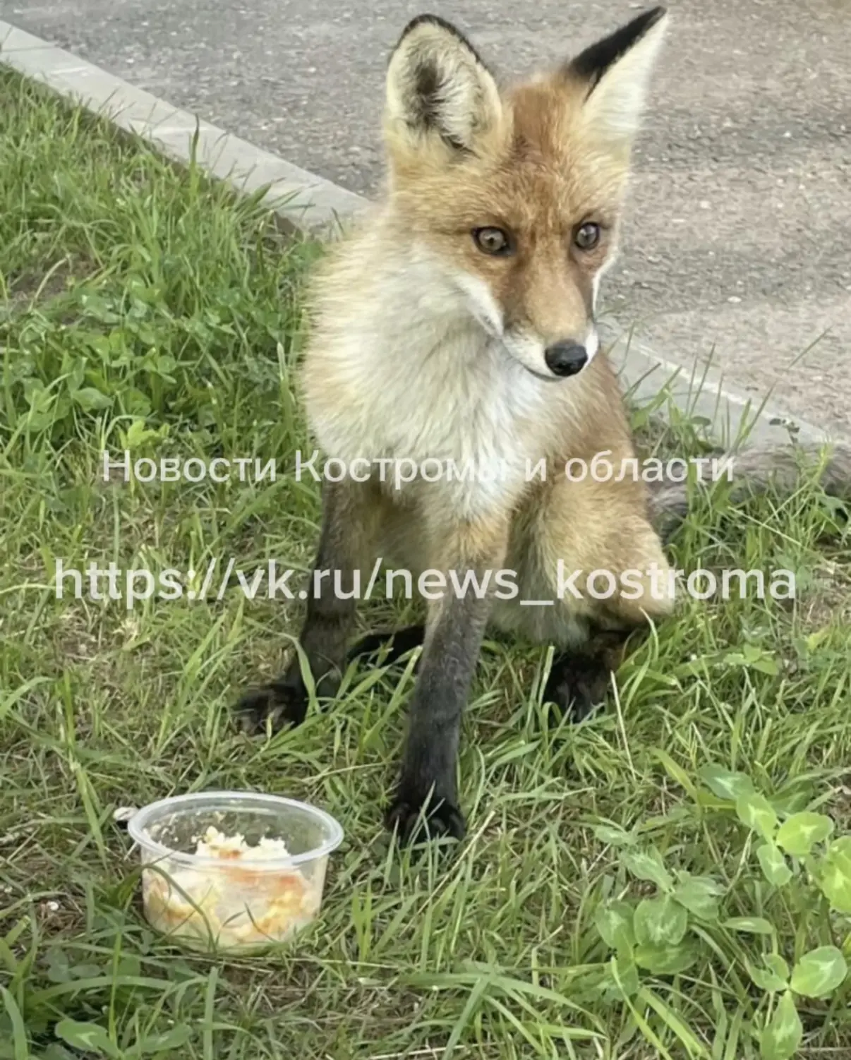 🦊 Рыжая гостья заглянула к Галичской окружной больнице. Лисица бесстрашно прогуливалас...