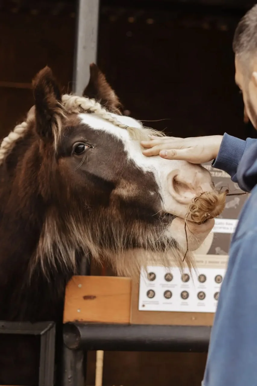 🐴 В этом музее живут самые очаровательные экспонаты!