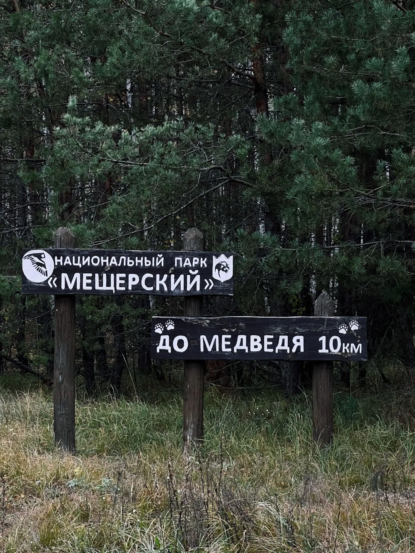 - Грибов собираете?