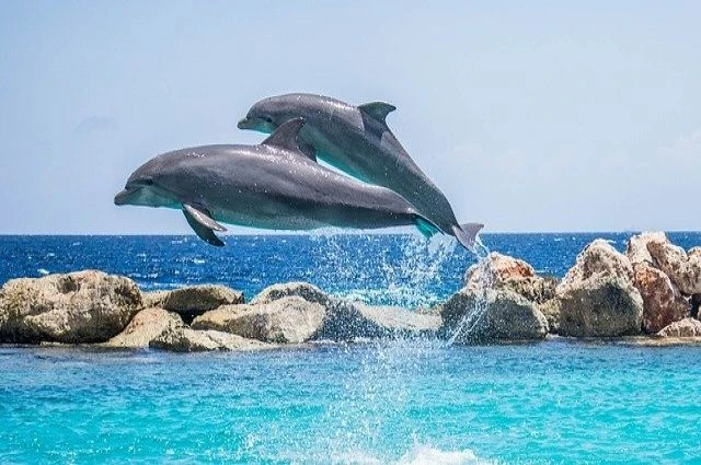 🐬 Первый в России стационар для спасения китообразных — теперь в Анапе!