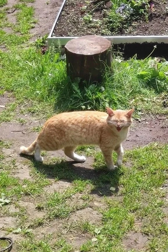 Найден кот, окрас рыжий с белым (Свердловская область)