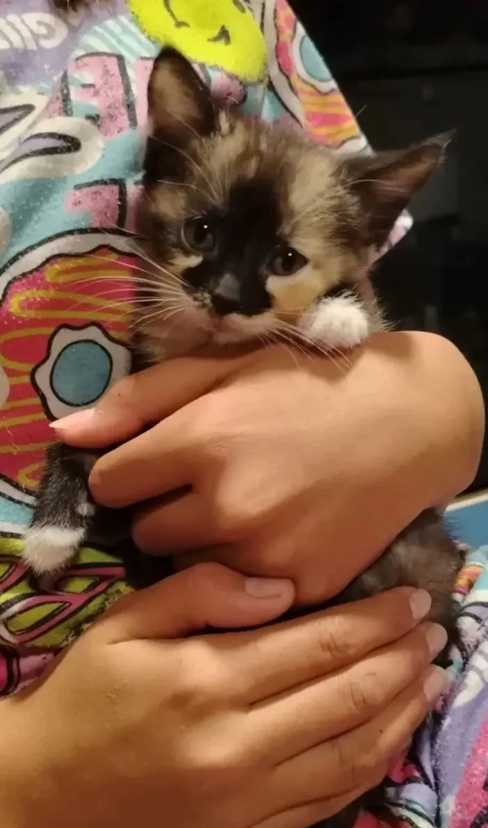 Отдам котят в добрые руки. К лотку приучены. Мама мышеловка.