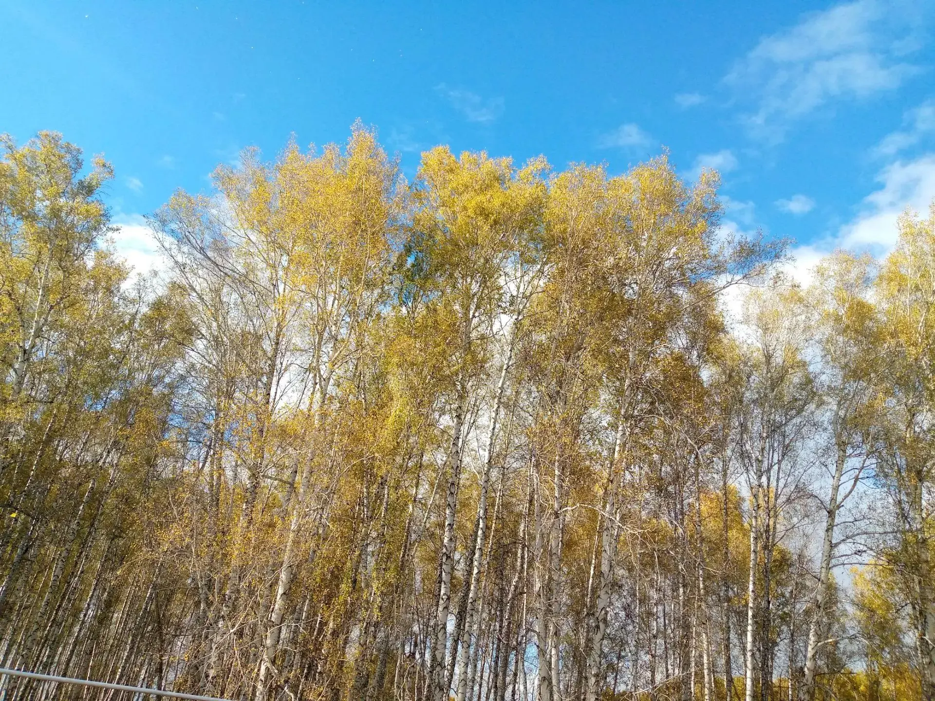 Экскурсия  в осенний лес.
