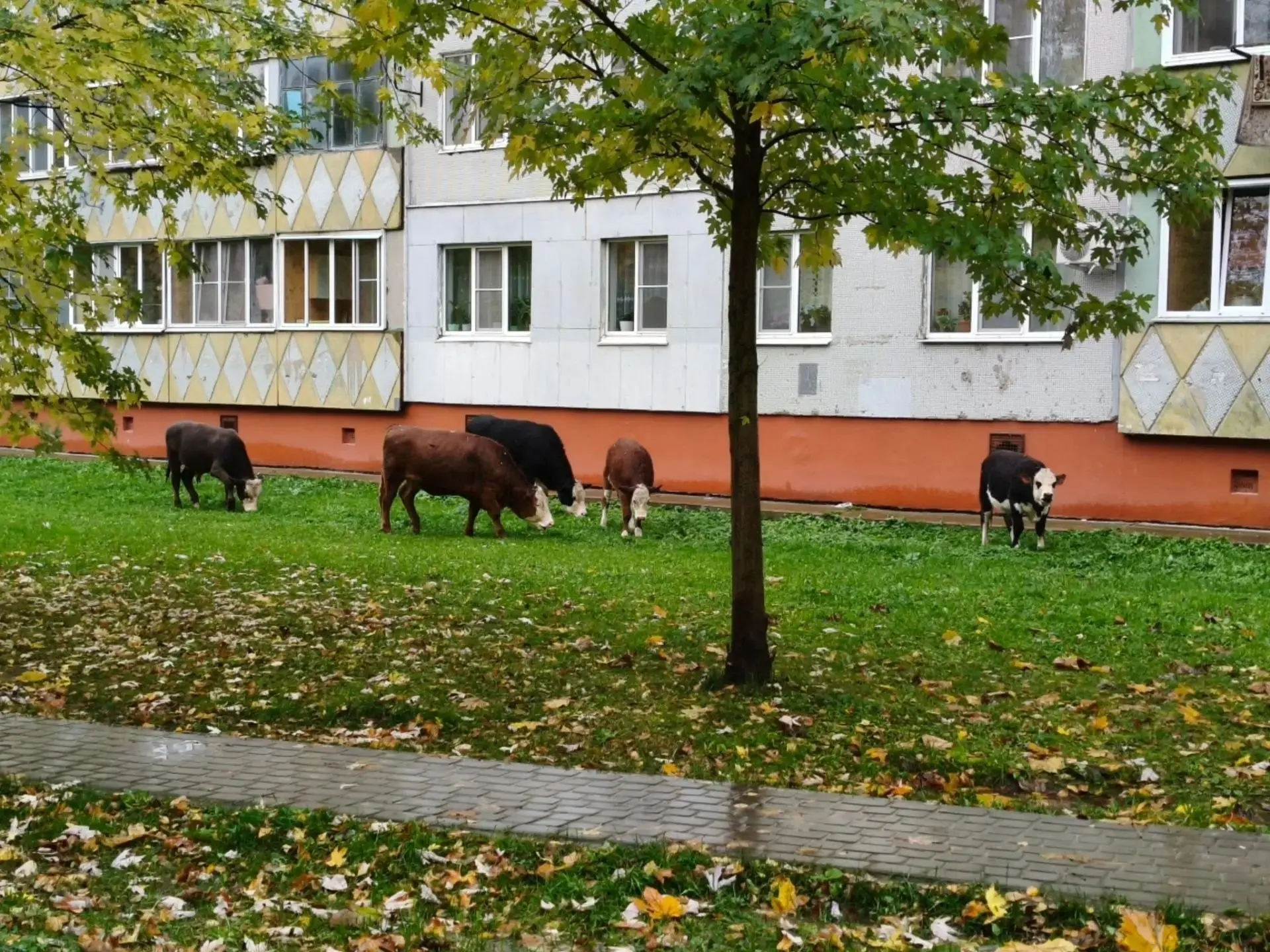 В Калуге скот продолжает пастись у домов вместо штрафстоянки