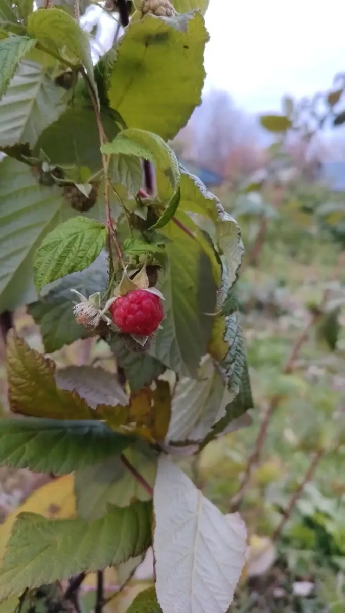 🍓 Ягоды вопреки календарю
