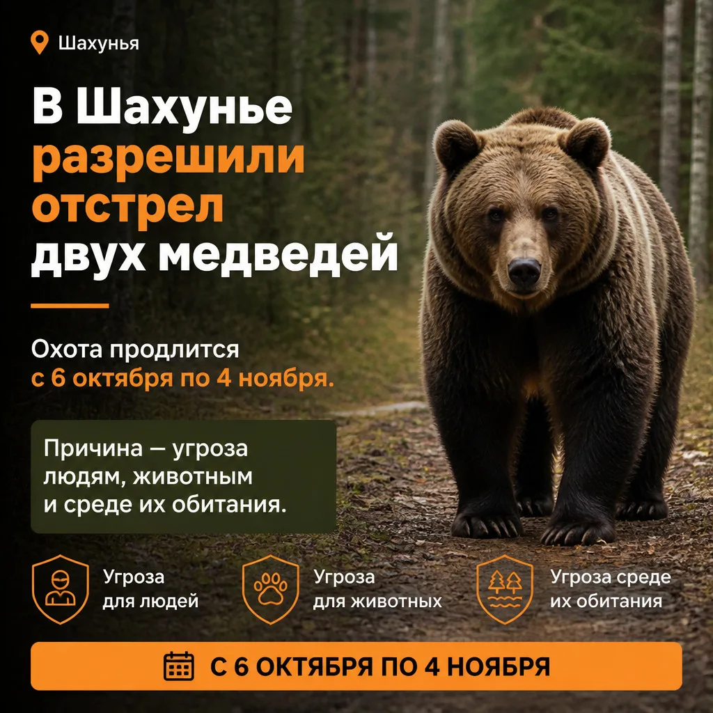 🐻 В Шахунье разрешили отстрел двух медведей