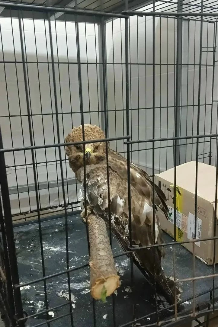 🦉Ветеринары в Завьялово выхаживают хищную птицу пустельгу, которую спасли местные жители