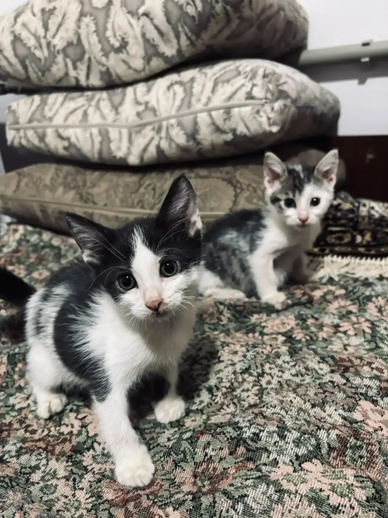 🐾 Чук и Гек! Возраст ~ 3 мес.