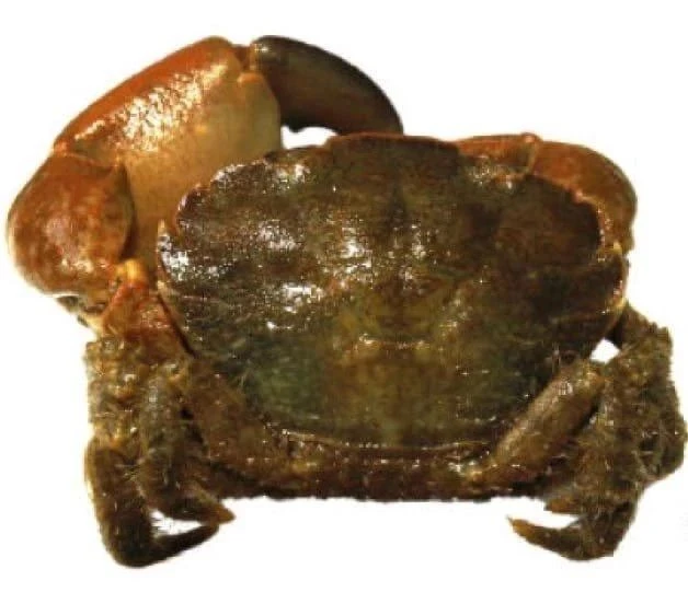 🦀 Атлантический краб захватил Азовское море.