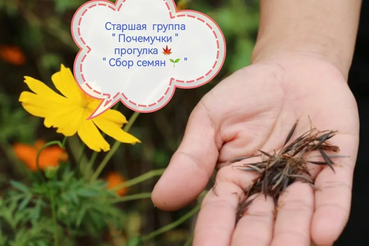 🍂 Прогулка с пользой: дети собирали семена цветов! 🍂
