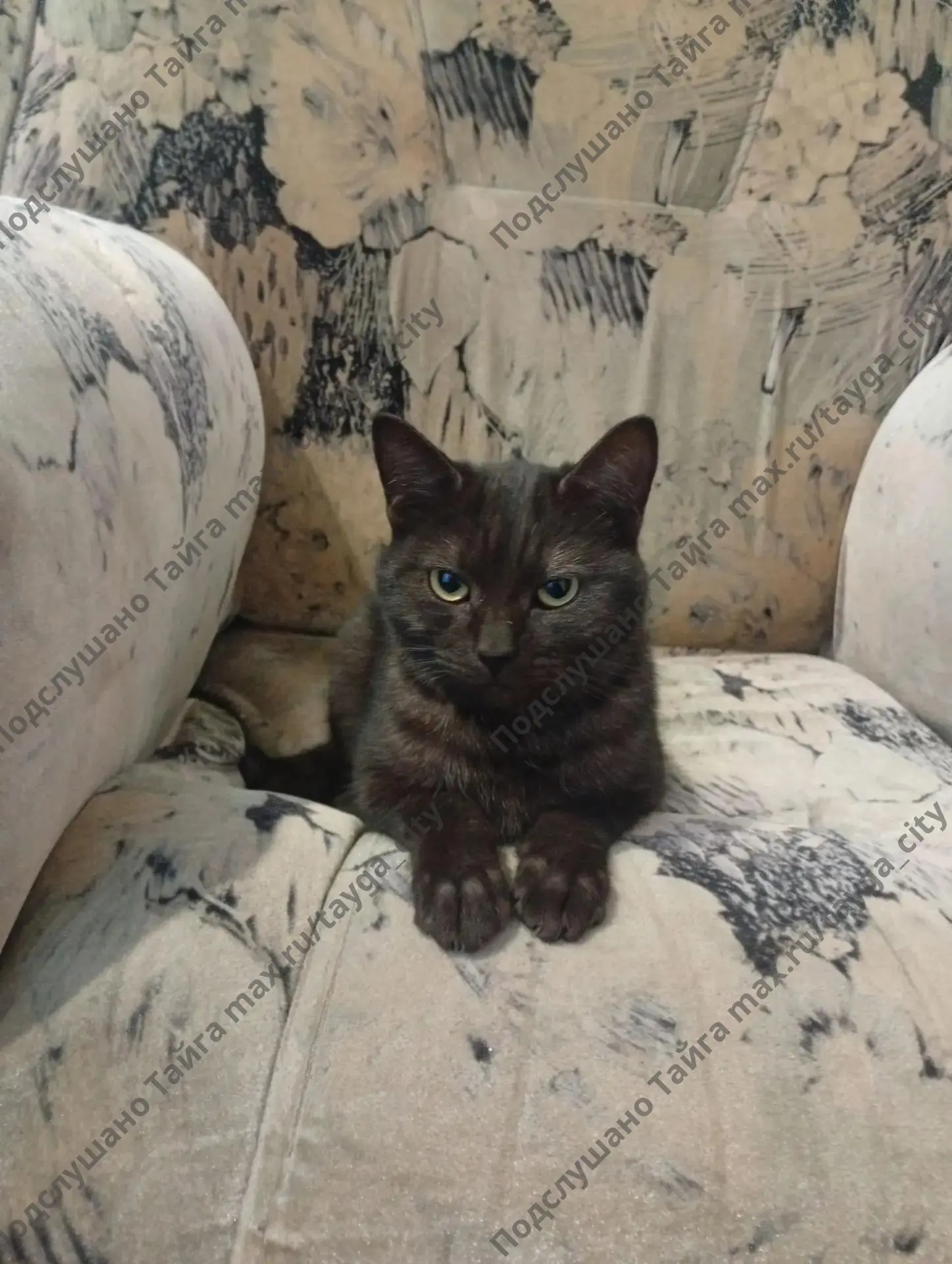 Вторую ночь котик ночует в подъезде, может кто-то потерял?