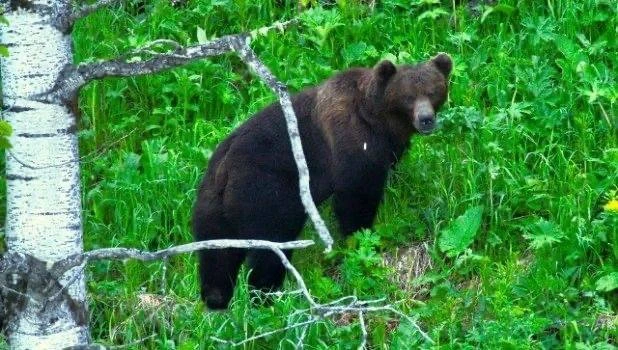 🐻 Медведь напал на подростка в Алтайском крае