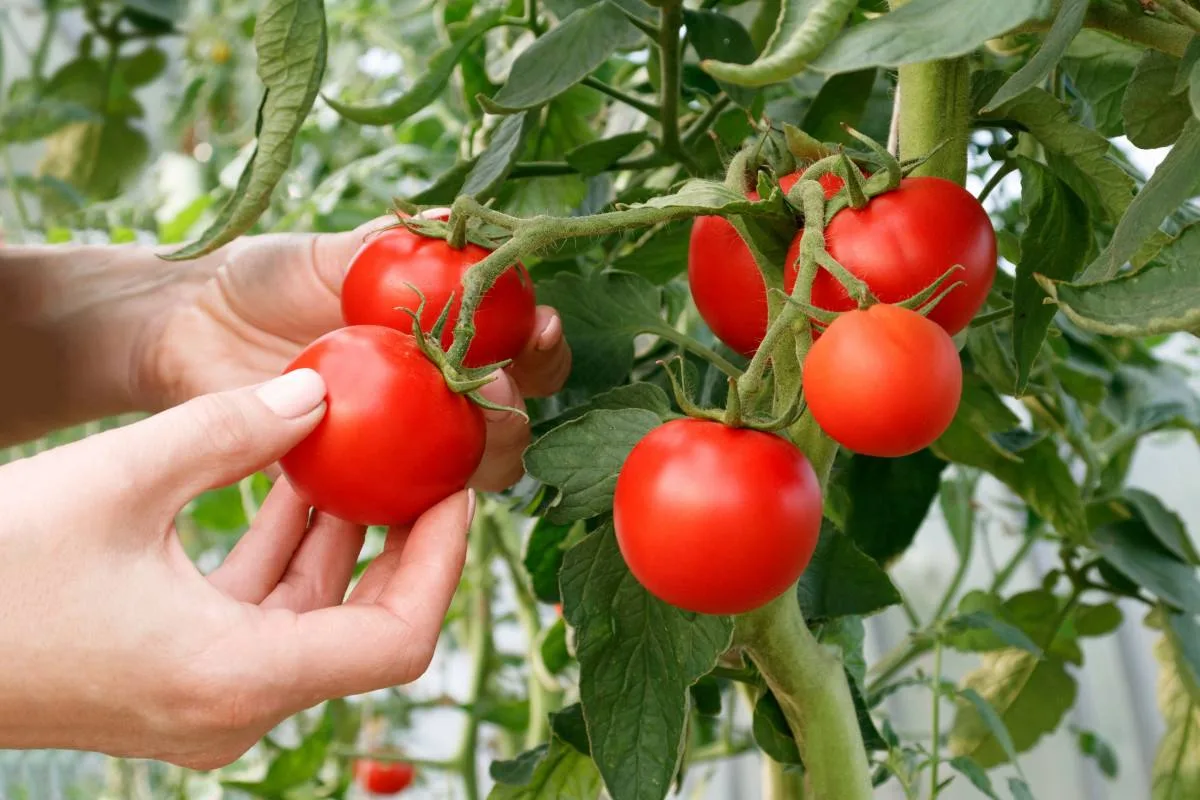 🍅 10 сортов томатов, которые могут храниться до самой зимы