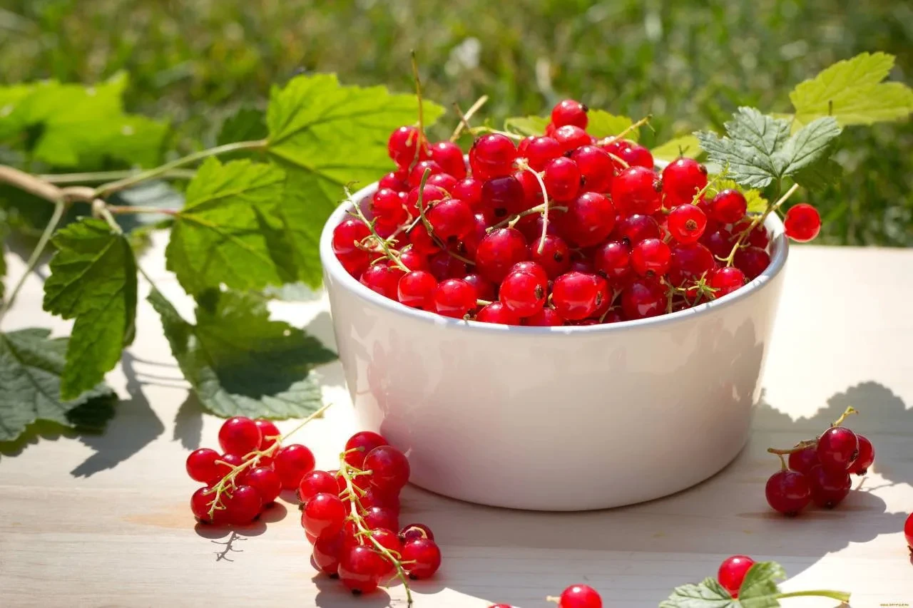 🌿 Саженцы красной смородины без затрат