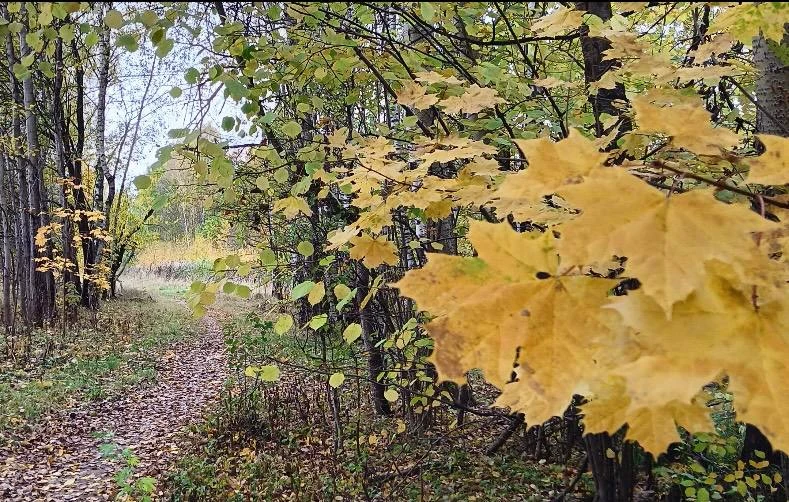 Атмосфера осени в Битцевском 😍