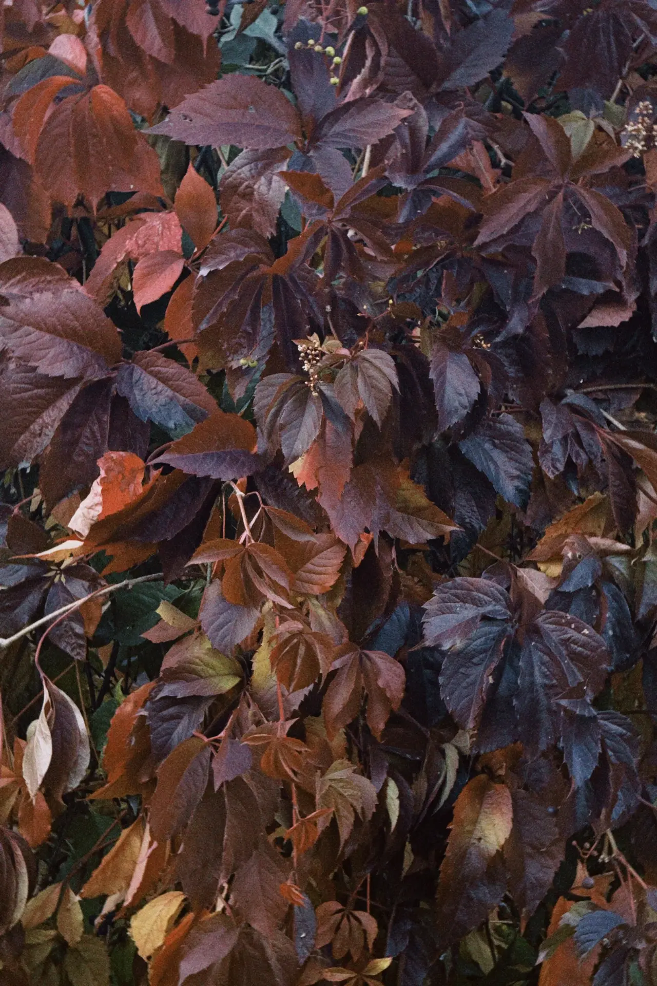 🍂 Осень рассыпала по городу свои краски — золотые, багряные, медовые. Хочется просто о...