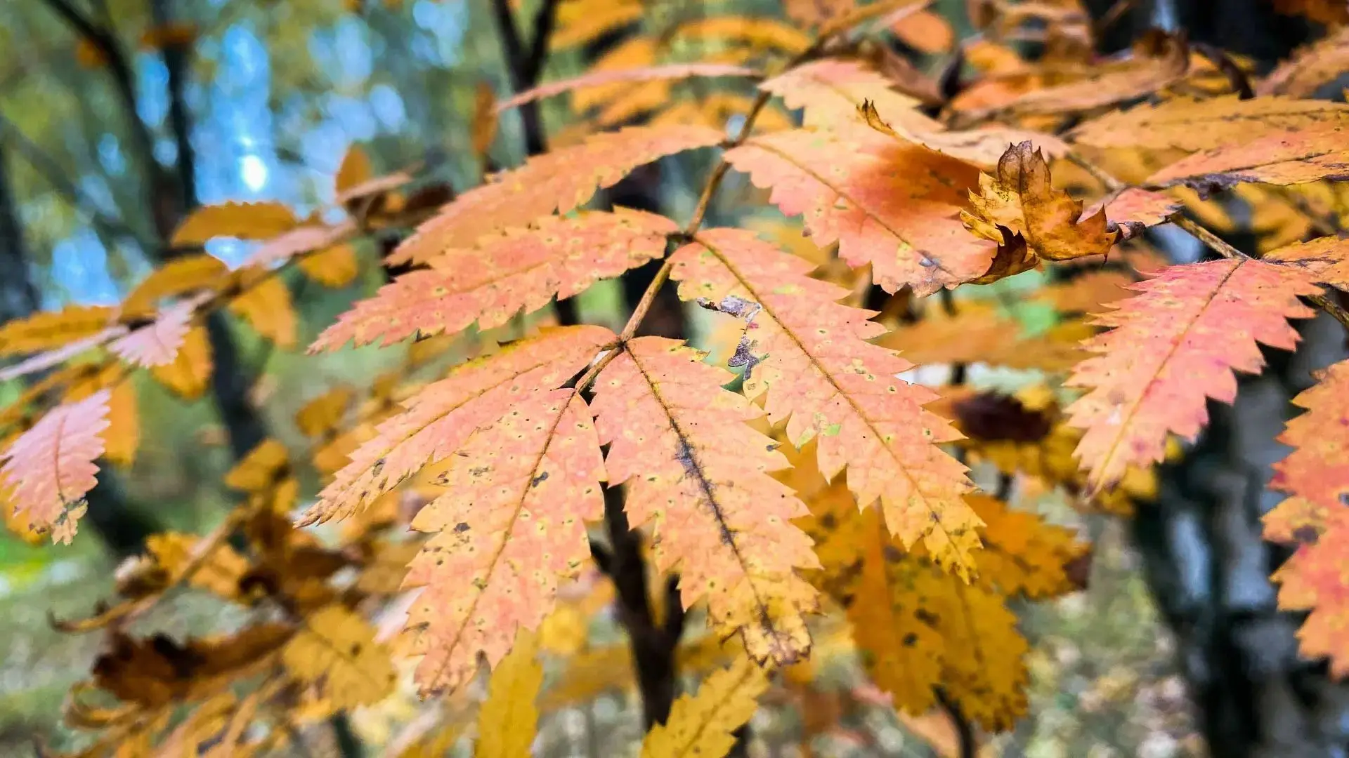 Доброе утро! 😊🍂