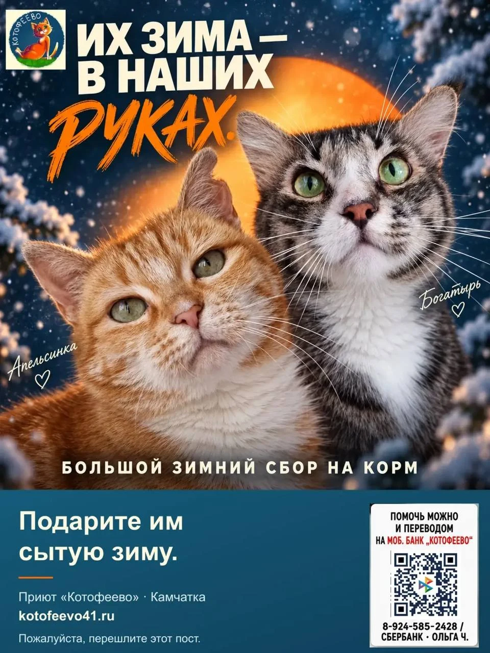 ЗИМА НА ПОРОГЕ. 400 КОТОВ ЖДУТ ВАС