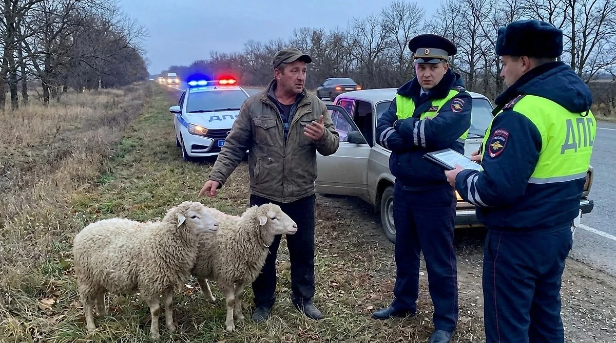 Откупиться от ДПС двумя баранами пытался житель Ставрополья.