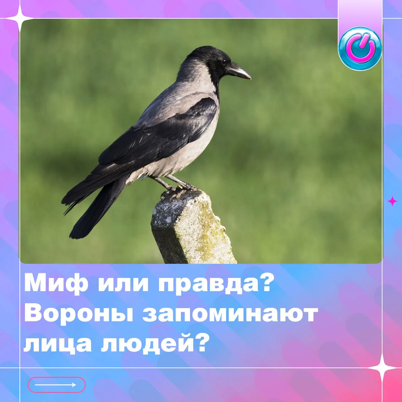 Насколько хорошо вороны запоминают людей? У этих птиц есть способности, которые могут в...