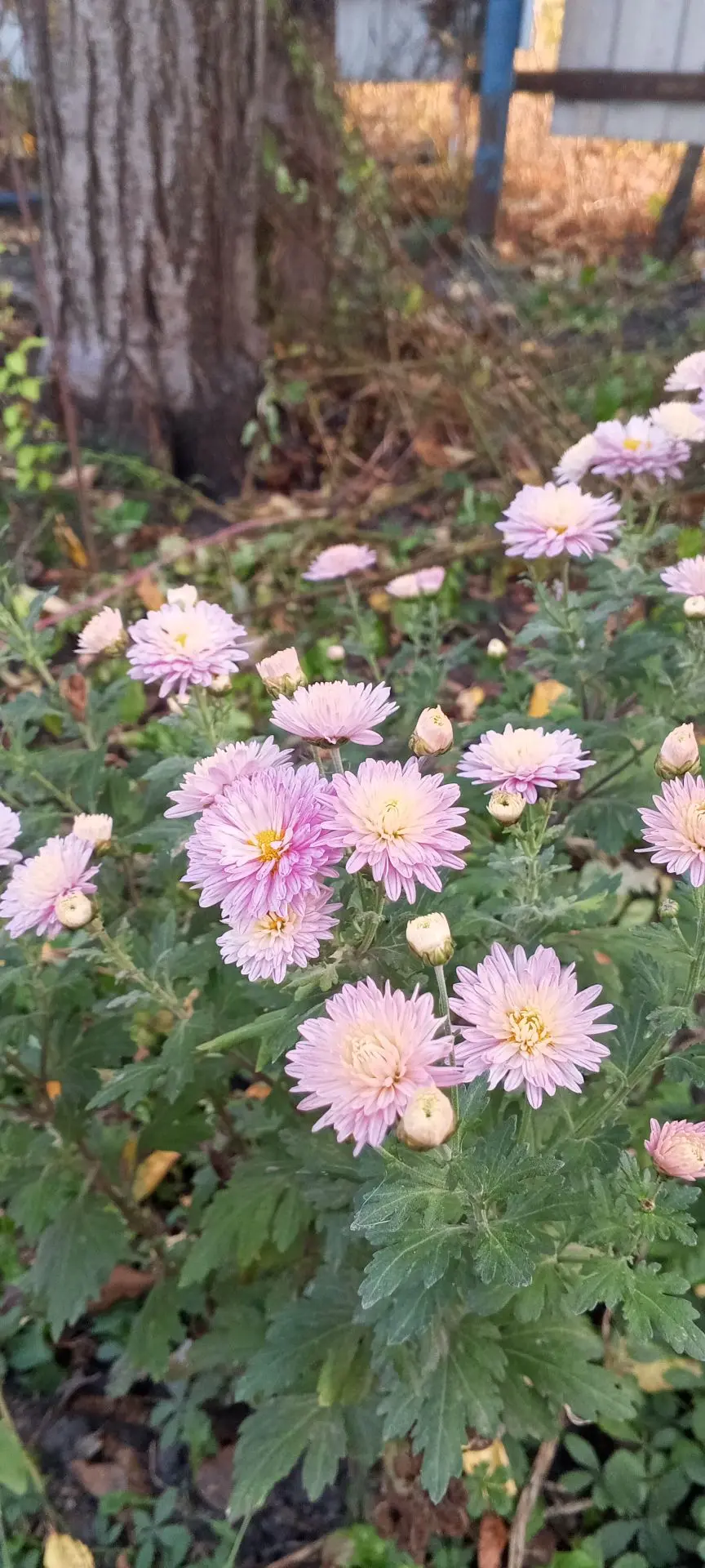 Доброе утро 🌺