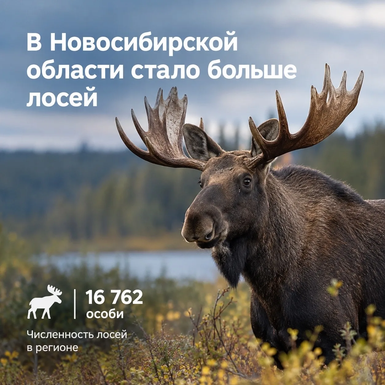 🫎 Более 16,7 тысячи лосей насчитали в Новосибирской области. За последнее время популя...